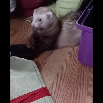Ferret rage against the brush!