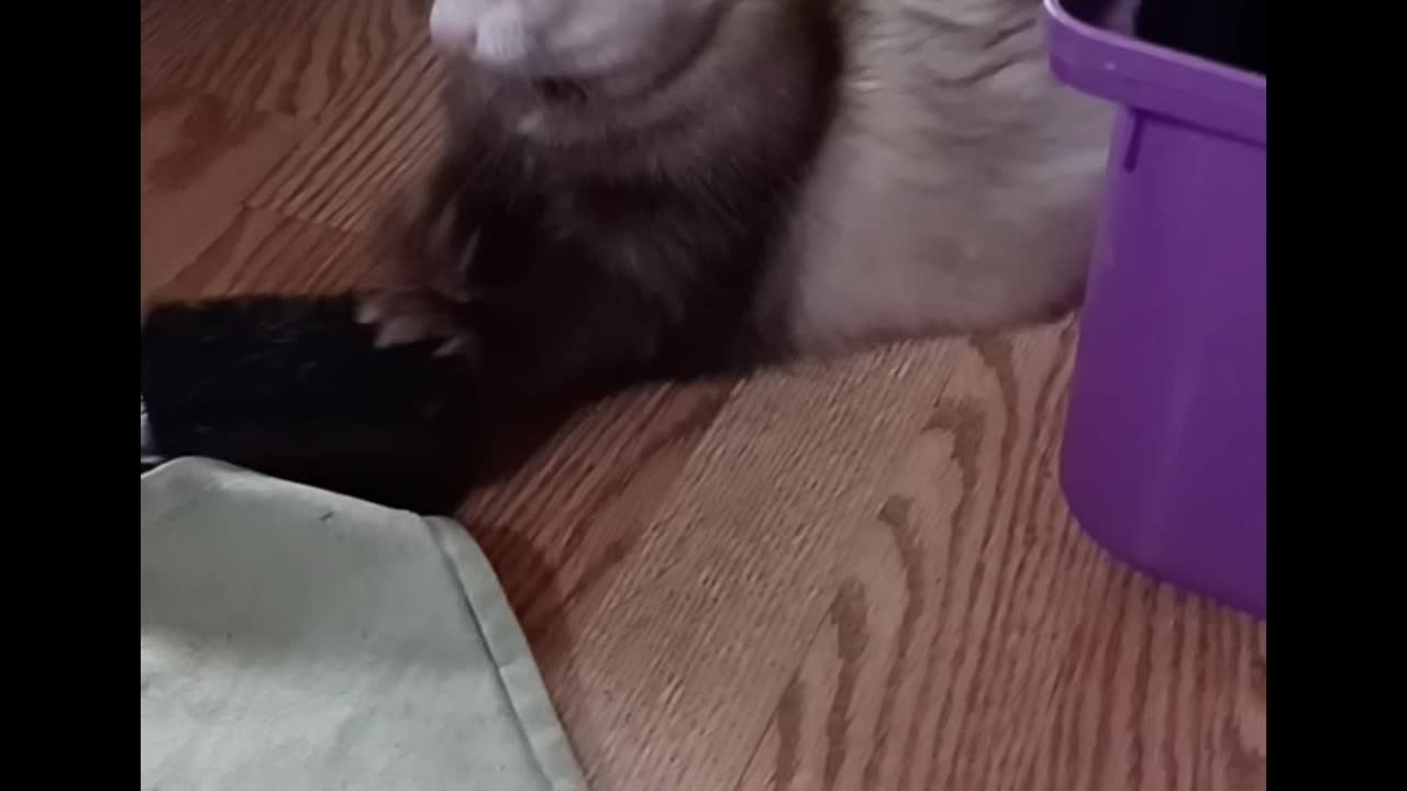 Ferret rage against the brush!