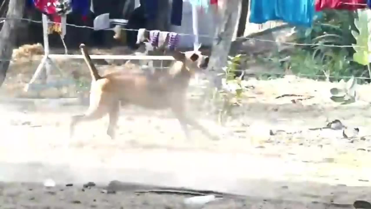 Troll Prank Dog Funny & fake Lion and Fake Tiger Prank To dog & Huge Box Prank to dog