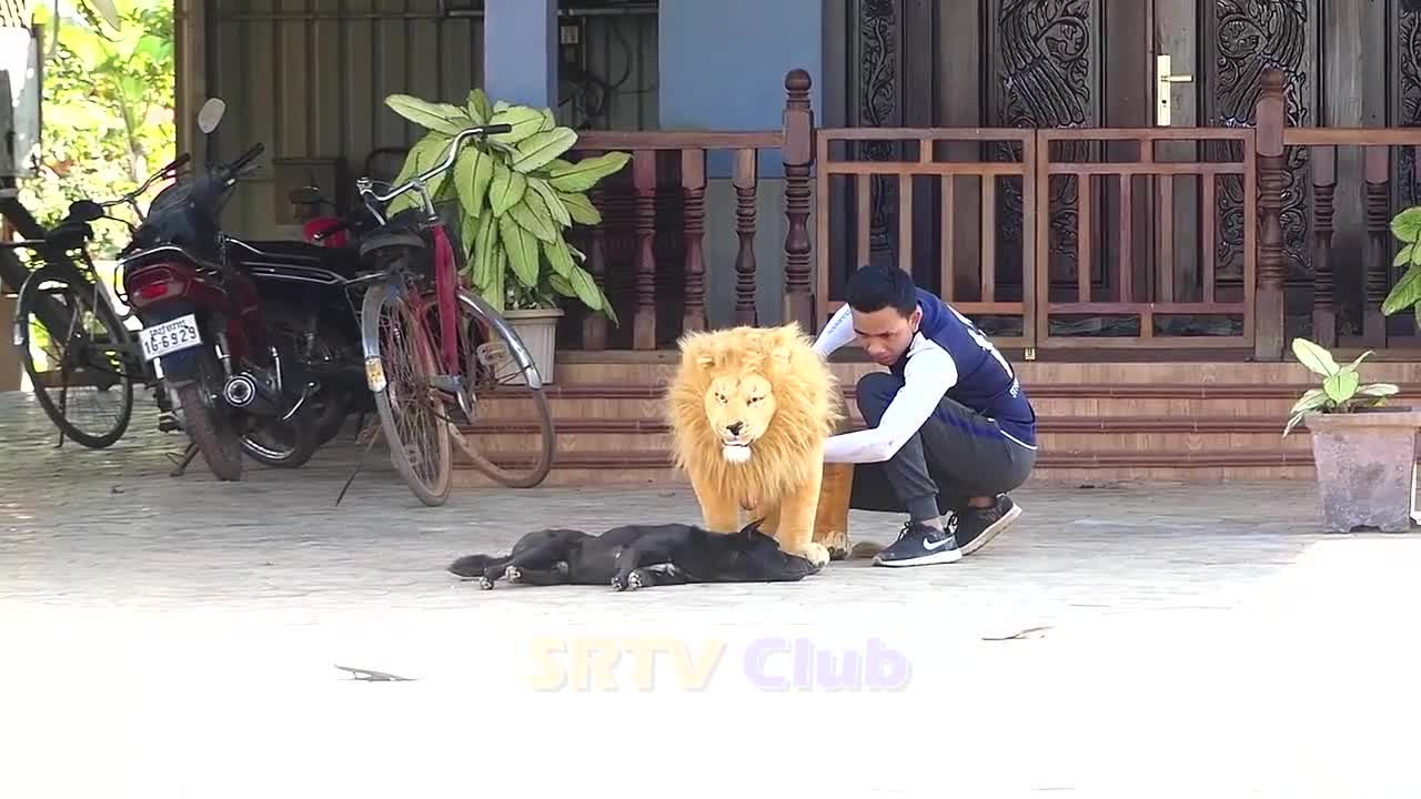 Best Prank Collection Top 15 - Fake Lion Prank Real Dog Super Funny - Try Not To Laugh Challenge