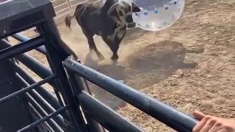 Bull Soccer