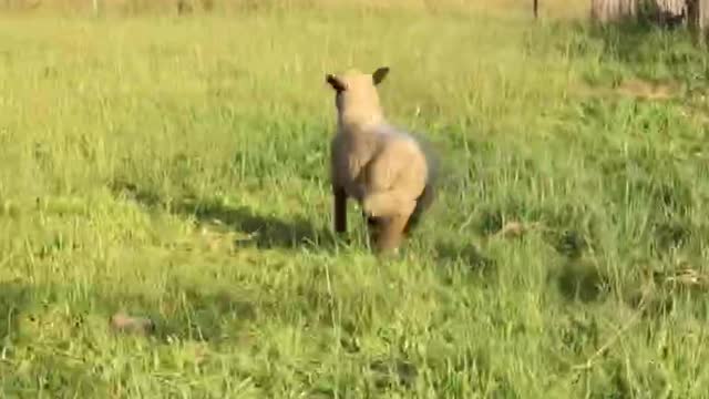 Funny Sheep Running Scared 😂😂
