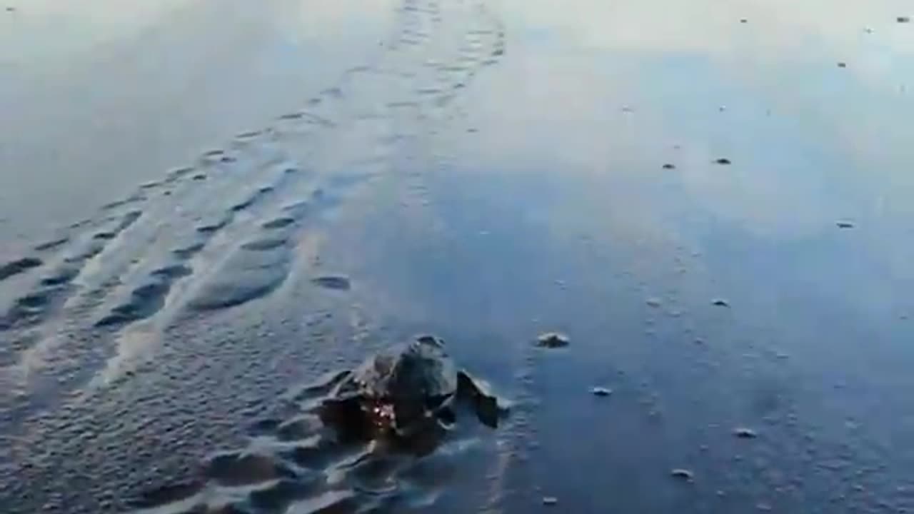 Turtles are going to sea