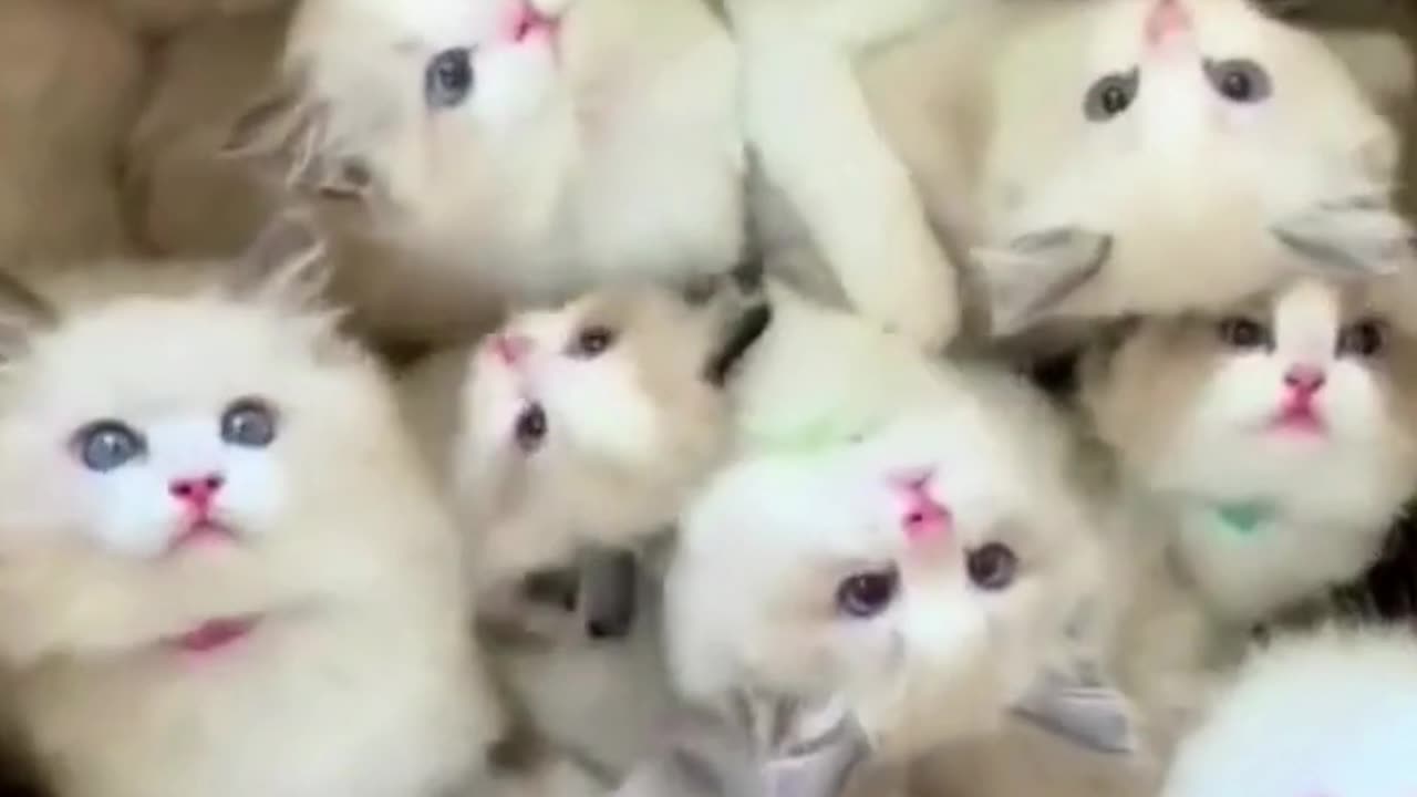 cute little kittens short video #kittens