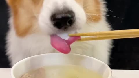 Corgi is the cutest dog eating 1 (19)