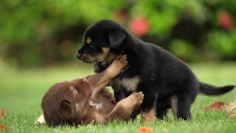 Cute Puppy Baby Dog Playing In The Green Park 1