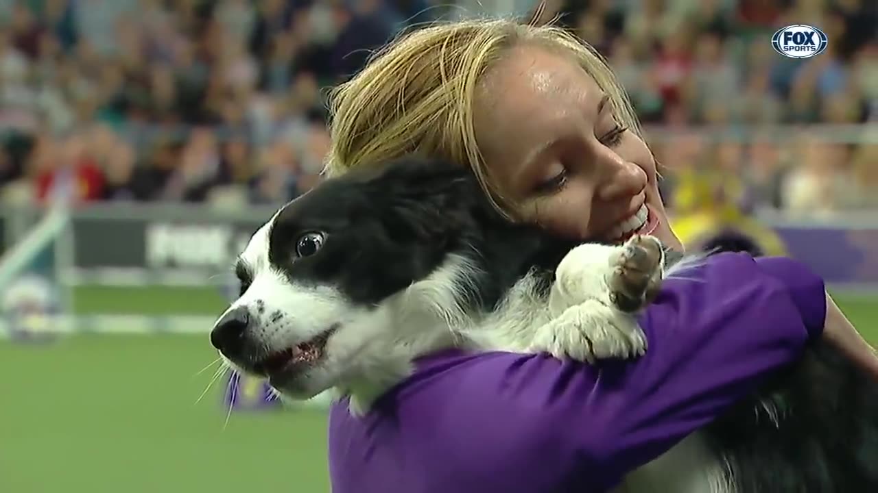 Pink the border collie wins back to back Little at the 2019 wkc masters agilety fox sports