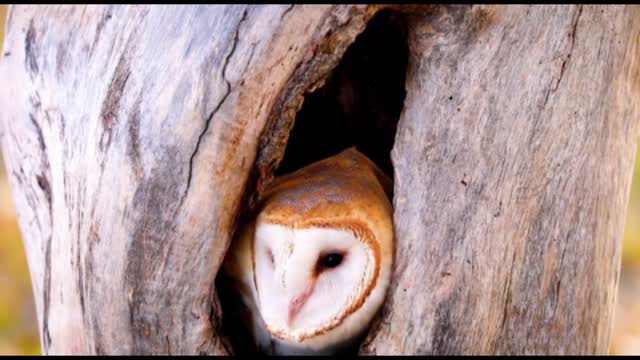 Owl's in our Jungles