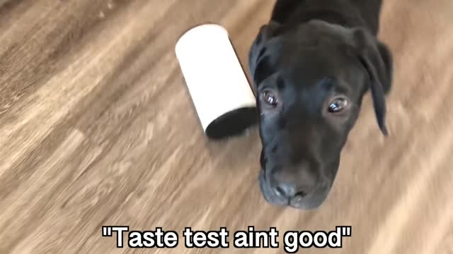 Labrador Puppy Reacts To Treat Tosser!!