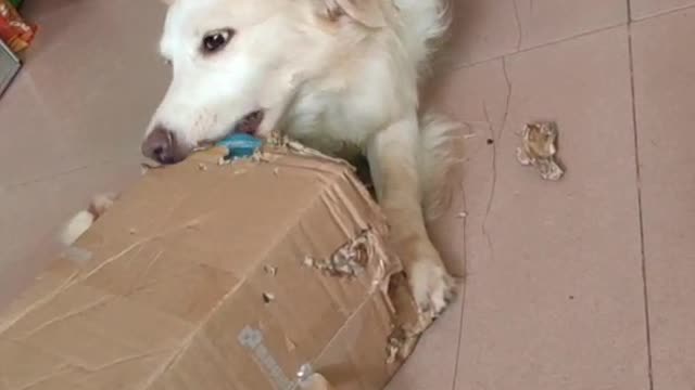 The dog is tearing down its own Express