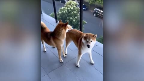 Best Funny Animal Videos 29