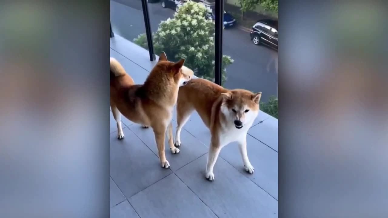 Best Funny Animal Videos 29