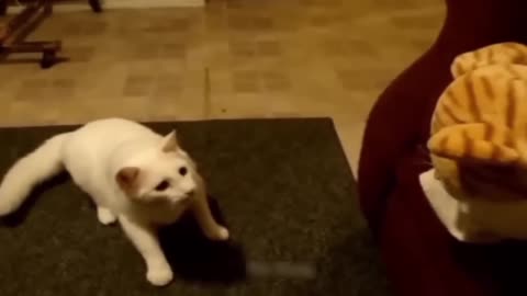 Funny cats