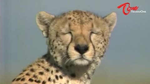 Videos About Funny Animal That'll Make You Cry