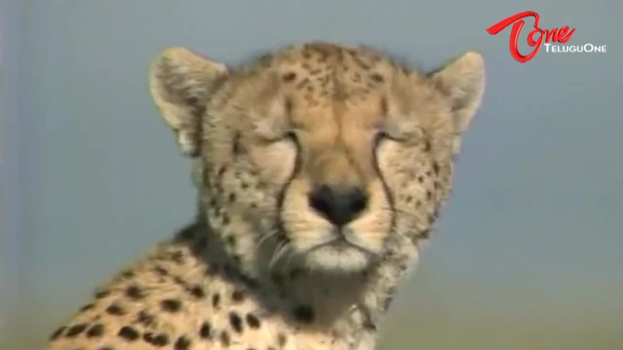 Videos About Funny Animal That'll Make You Cry