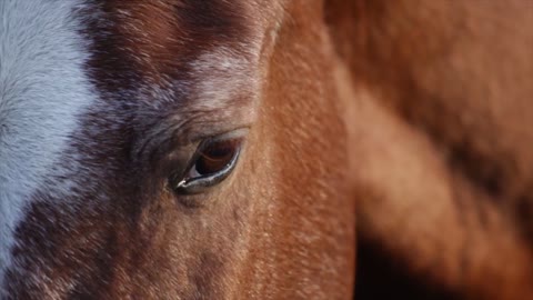 The horse's eye is amazing