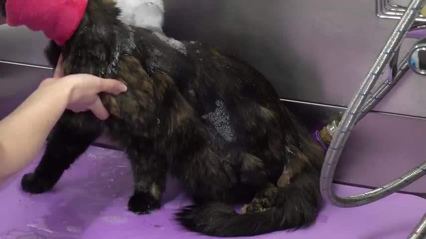 Brilliant Tortie cat ESCAPES the Rage Cage!