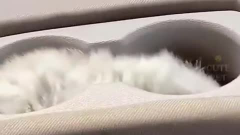 cute cat behavior