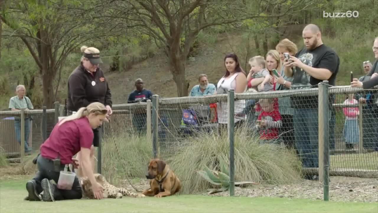 Cheetah and dog race in an epic show down