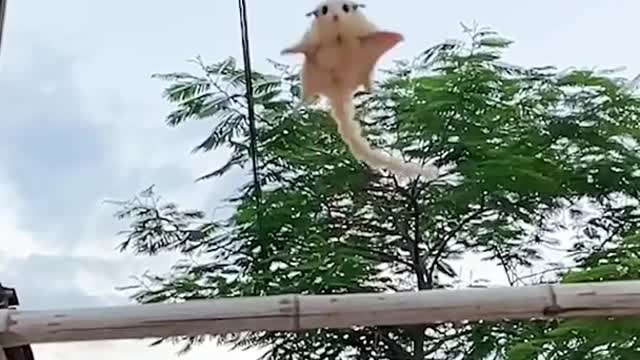 Flying squirrel, a sweet sugar glider that lands in your hand.