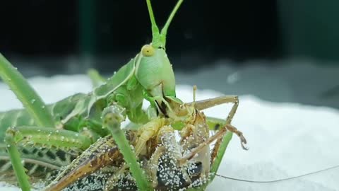 Giant cannibal Katydid ! VS Two Katydid