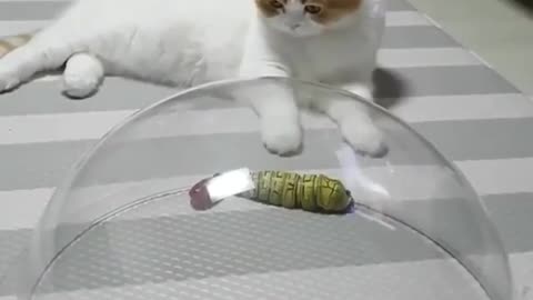lovely cat