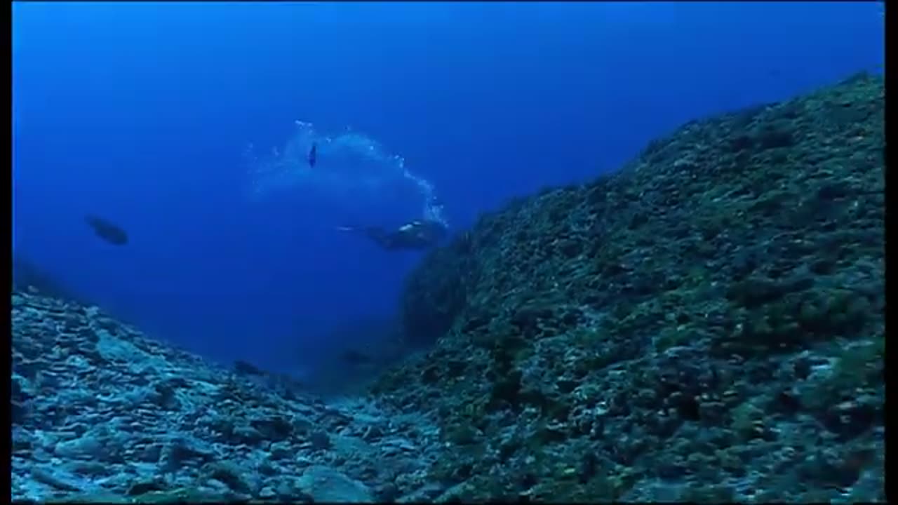 La Sexualité des Requins gris - Mystère en profondeur - Documentaire animalier - AMP