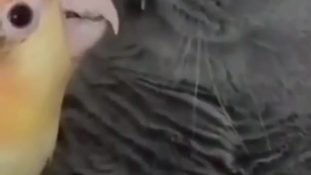 compilation of videos with only funny and beautiful cats