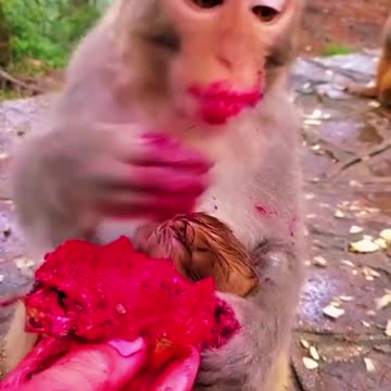 monkey short video monkey very nice seen