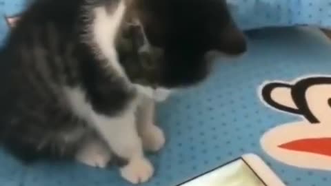 Cat for mobile Game