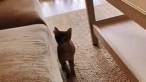 cute cats ェ tiktok_480p