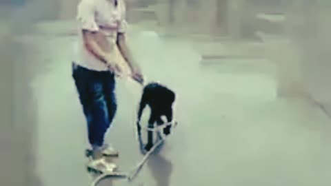 The best movement girl and dog playing 2023