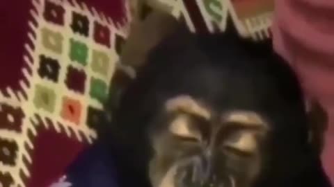 MONKEY MAKING FUN OF PEOPLE LOL (FUNNY VIDEO)