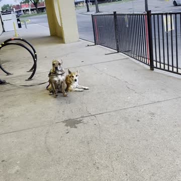 Waiting dogs it’s owner at Walmart