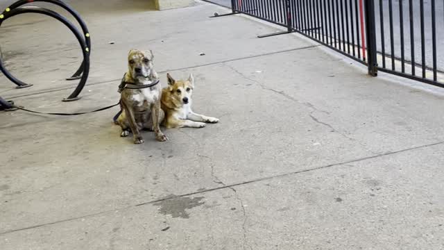 Waiting dogs it’s owner at Walmart