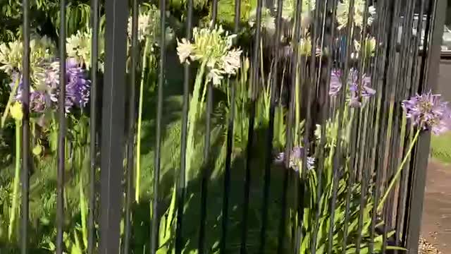 Beautiful flowers in my front door