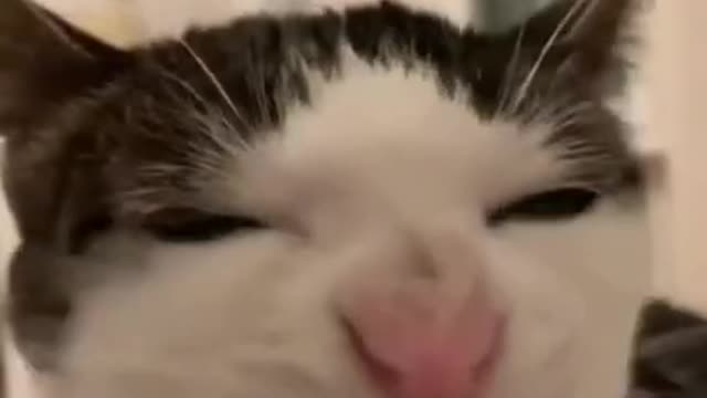 funny cat shorts🤣#shorts #funnycats