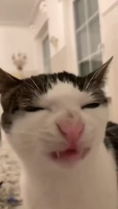 funny cat shorts🤣#shorts #funnycats