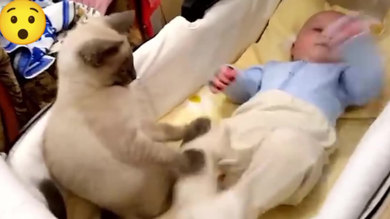 Cats protecting Babies 😯😳