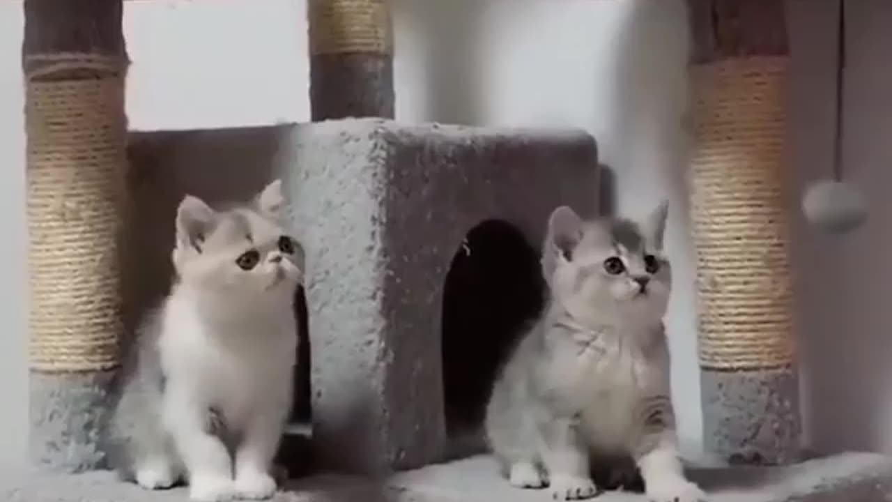 Cute Cats