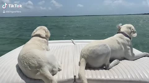 Take the dog out to sea