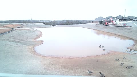 The Pond