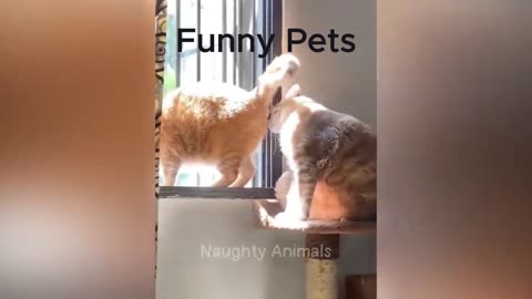 Funny pet Pt 2 #funny#pet