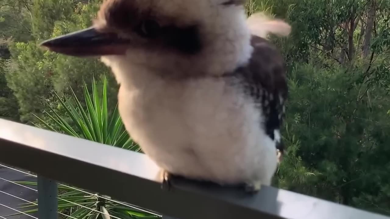 Adorable baby kookaburra