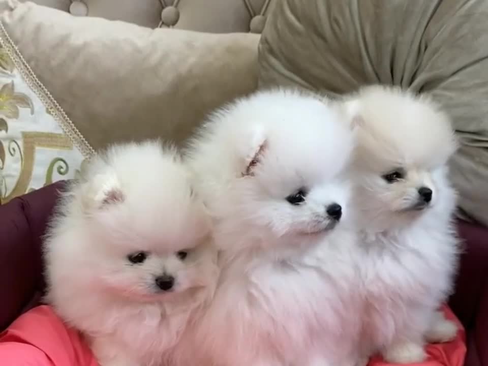 funny, fluffy, cute dogs