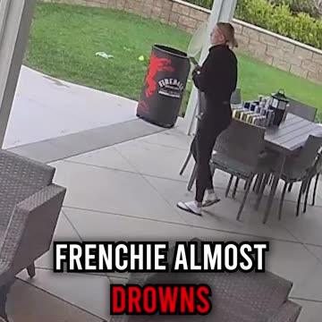Frenchie Almost DROWNS in Pool