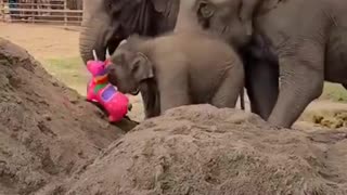 Baby elephant with her new toy