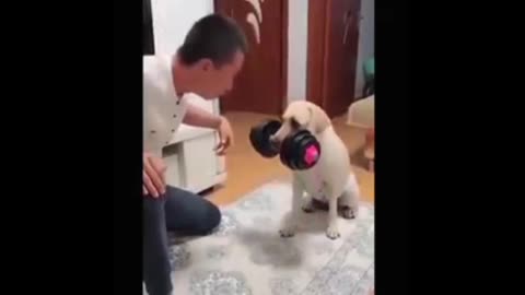 Cats 🐈 and dogs 🐕 funny 😂🤣 videos by