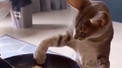 Funny Cats - Don't try to stop laughing - Funniest Cats Ever