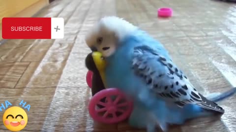 Funny Birds Videos🤣🤣